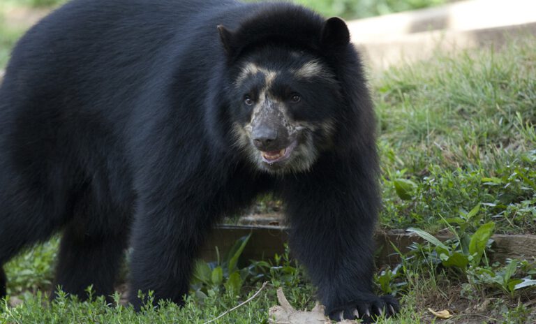 andean bear with face markings
